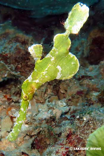 poisson fantôme de nosy be